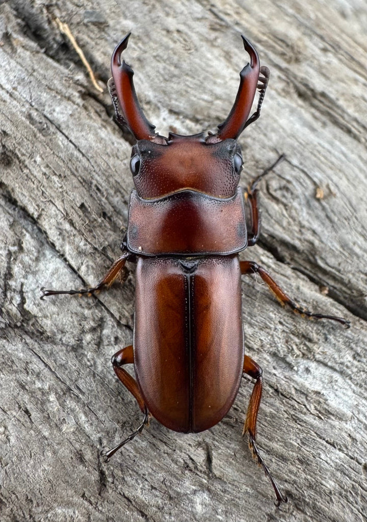 【WD】《プセウダクシスコクワ 21mm ペア》