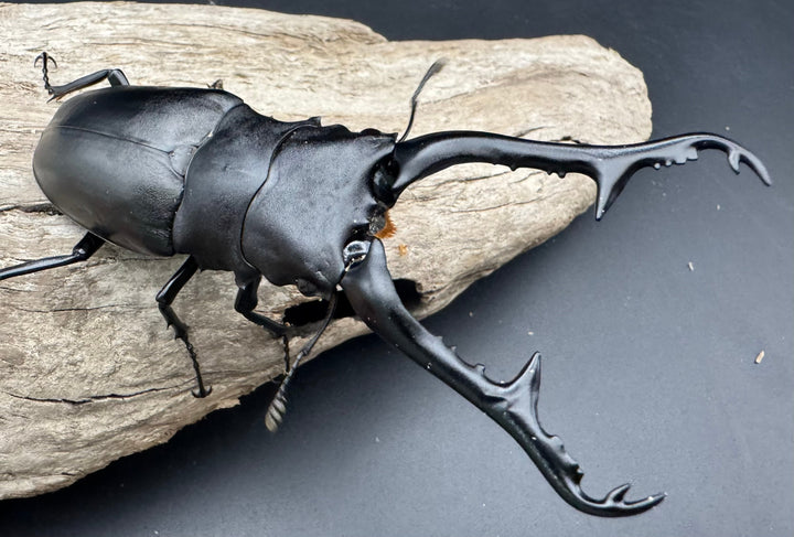 《ギラファノコギリ亜種ケイスケ 111mm ペア》