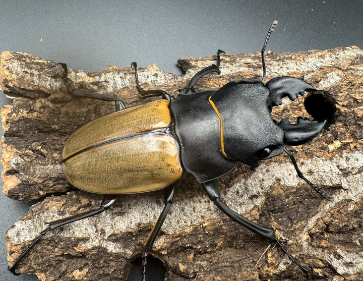 【WD】《カステルナウディツヤクワガタ 72.5ｍｍ ペア》