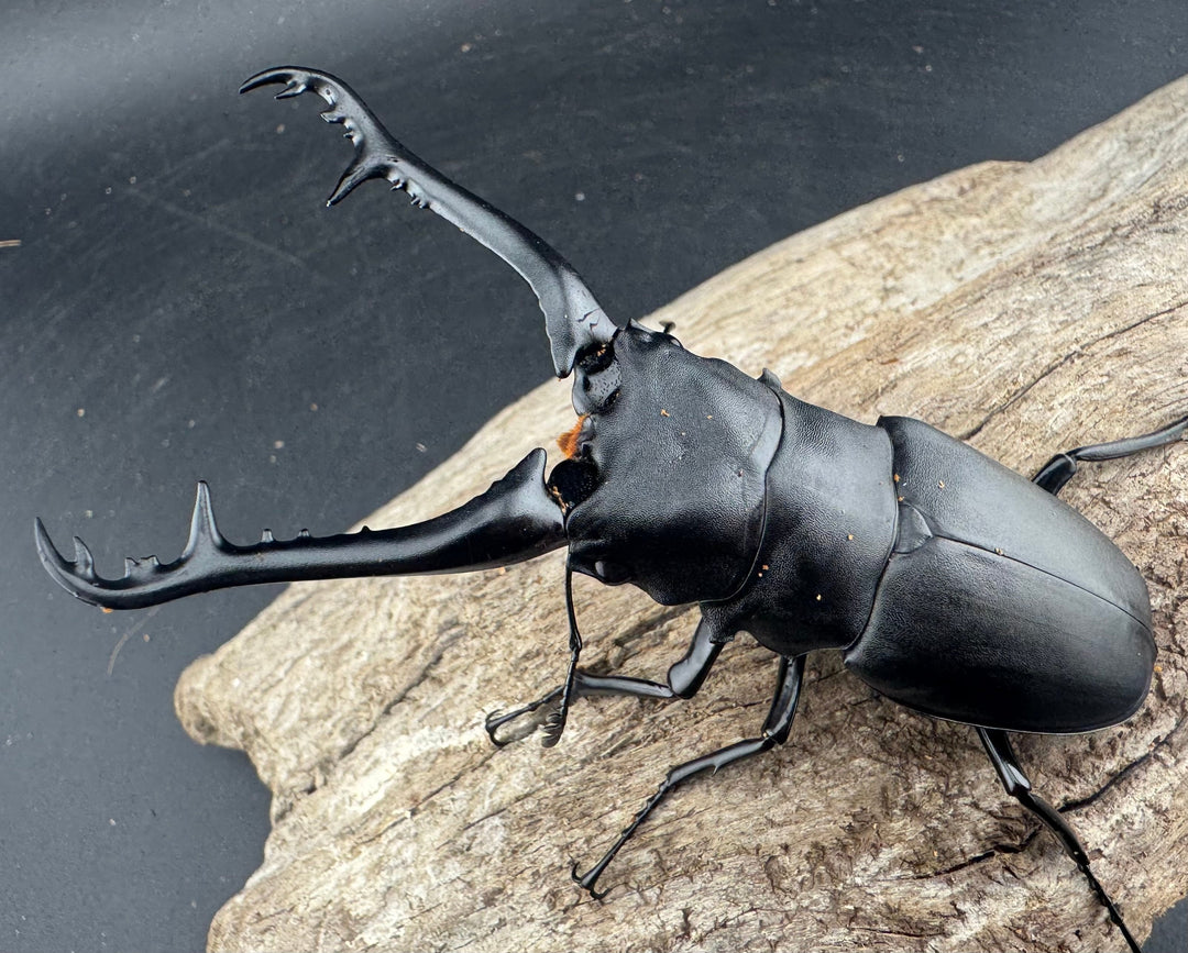 【WD】《 ギラファノコギリ亜種ケイスケ 95.5mm ペア》