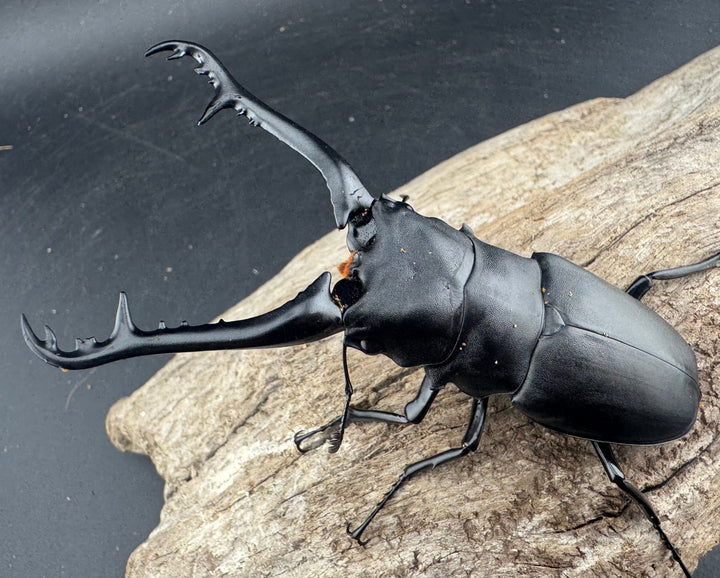 【WD】《 ギラファノコギリ亜種ケイスケ 95.5mm ペア》