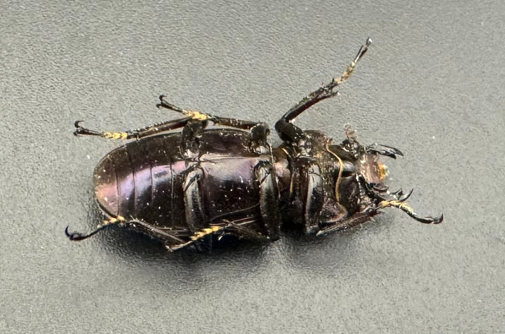 【美麗】《メタリフェルホソアカ 77mm ペア》わたくわ氏ブリード個体