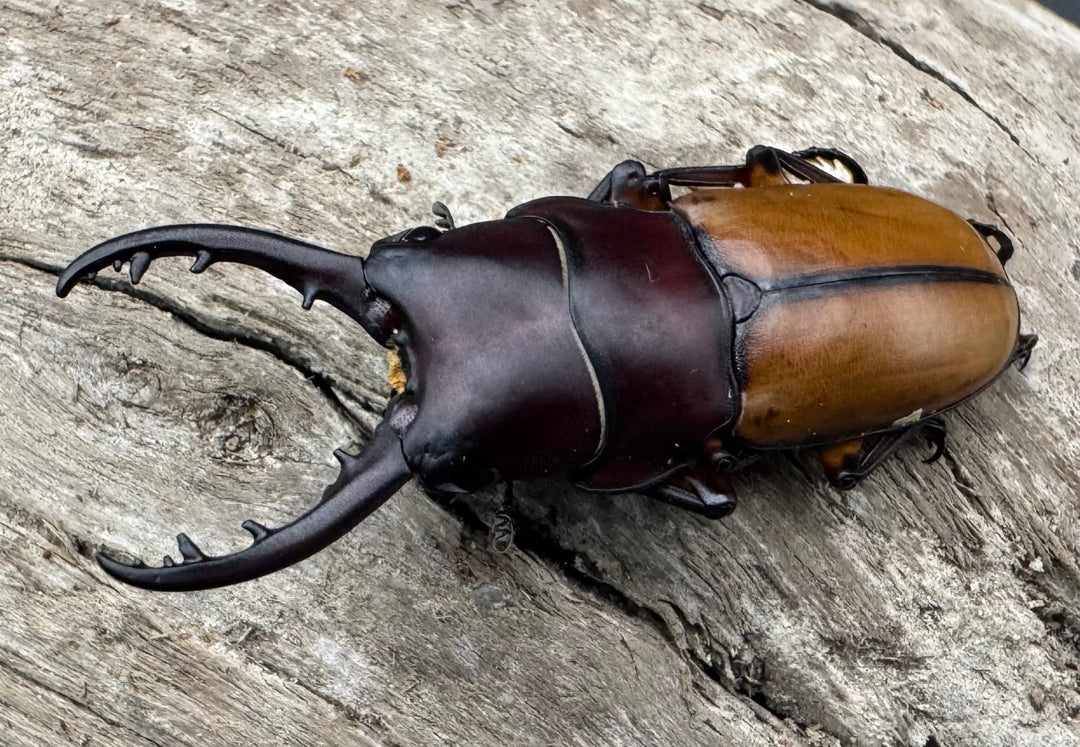 【WD】《ブルイジンノコギリ ペレン島産 39mm ペア》