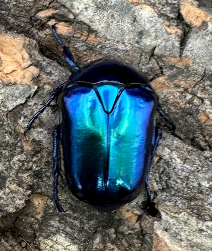 《スペキオーサ・シアノクロラ ペア》①