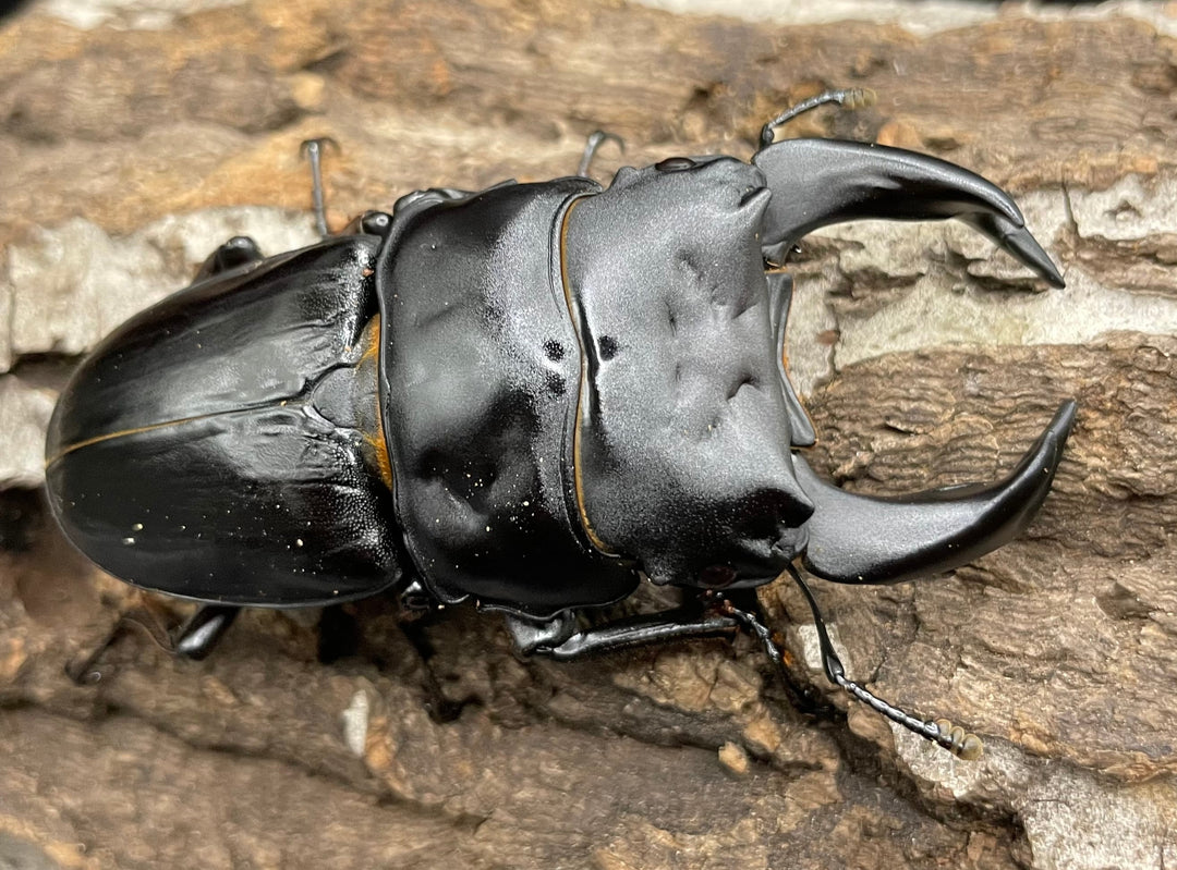 《ホペイオオクワガタ SL血統 73mm ペア》