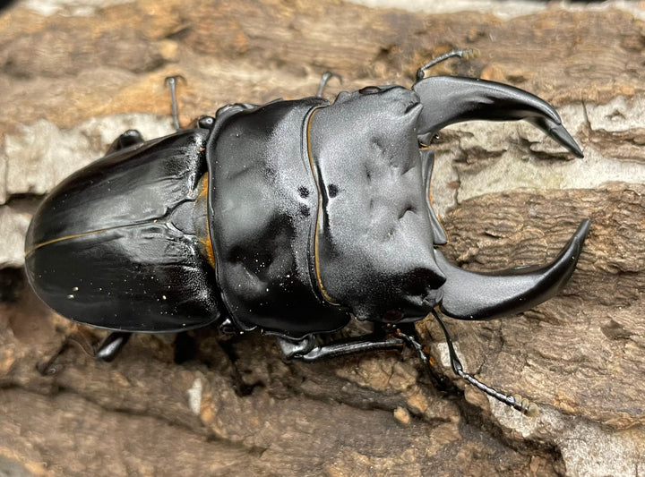 《ホペイオオクワガタ SL血統 73mm ペア》