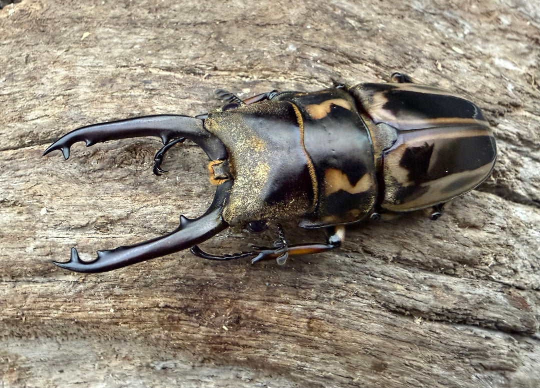 《ゼブラノコギリクワガタ原名亜種 50.5mm ペア》