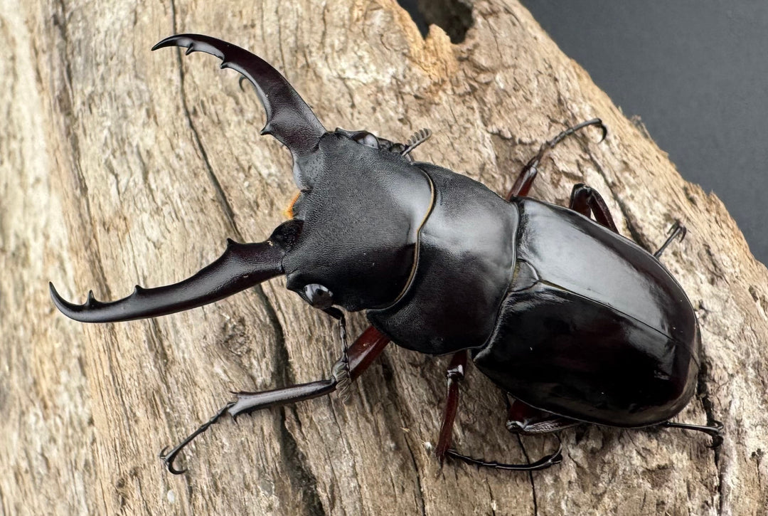 《ボーリンフタマタ亜種バミノルム 52.5mm ♂♀♀トリオ》