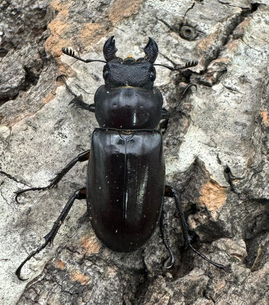 【WD】2018新種記載《ジュシャンミヤマ 51mm ペア》