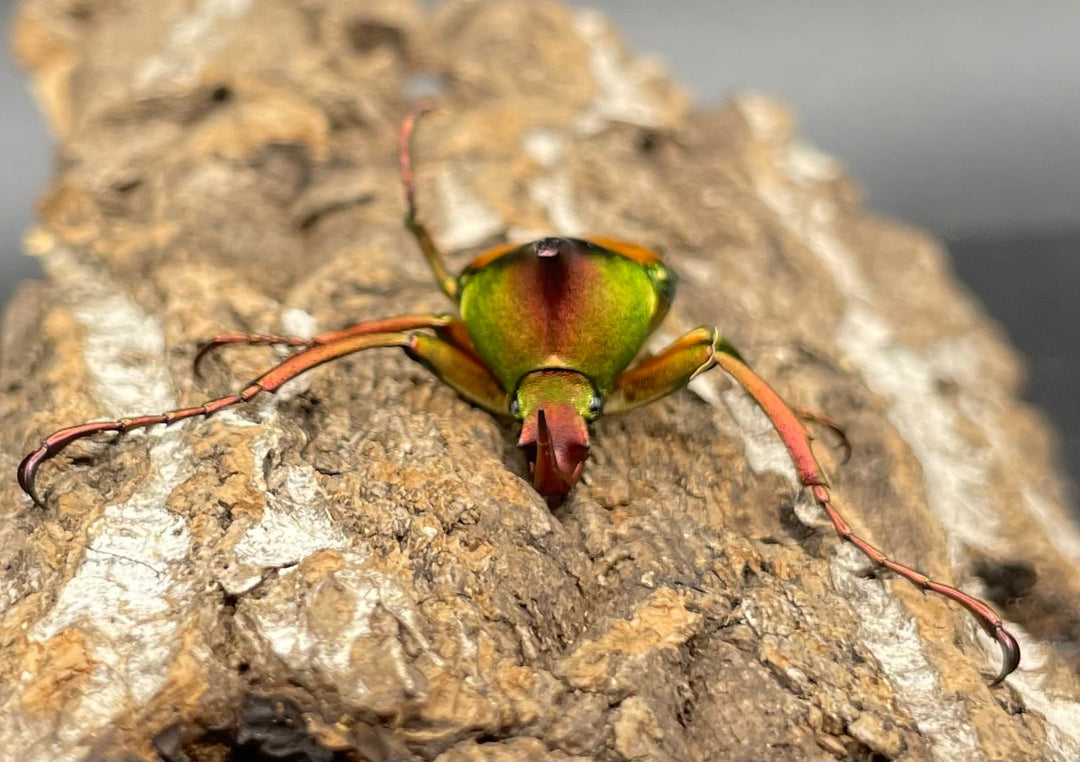 【WD】美麗種《ロドリゲスヒメカブトハナムグリ 32mm ペア》