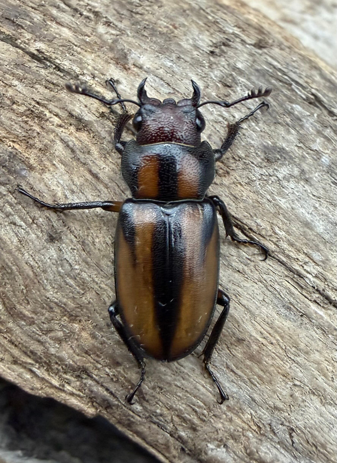 【F0】《エルサホソアカ 剣河県産 36mm ♂♀♀トリオ》