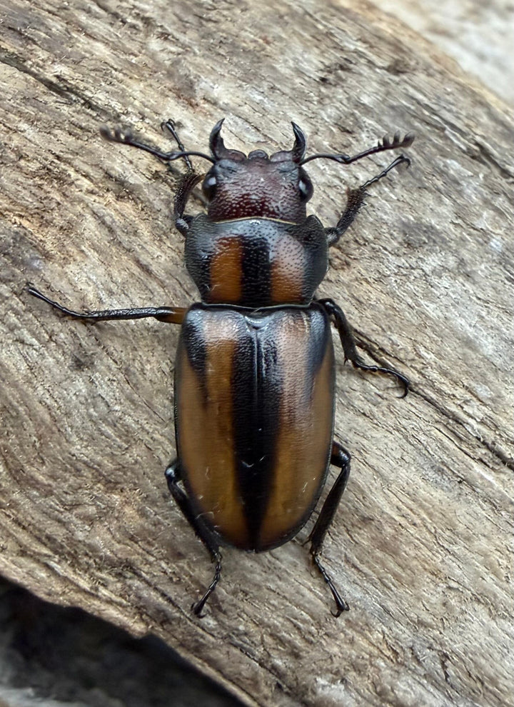 【F0】《エルサホソアカ 剣河県産 36mm ♂♀♀トリオ》