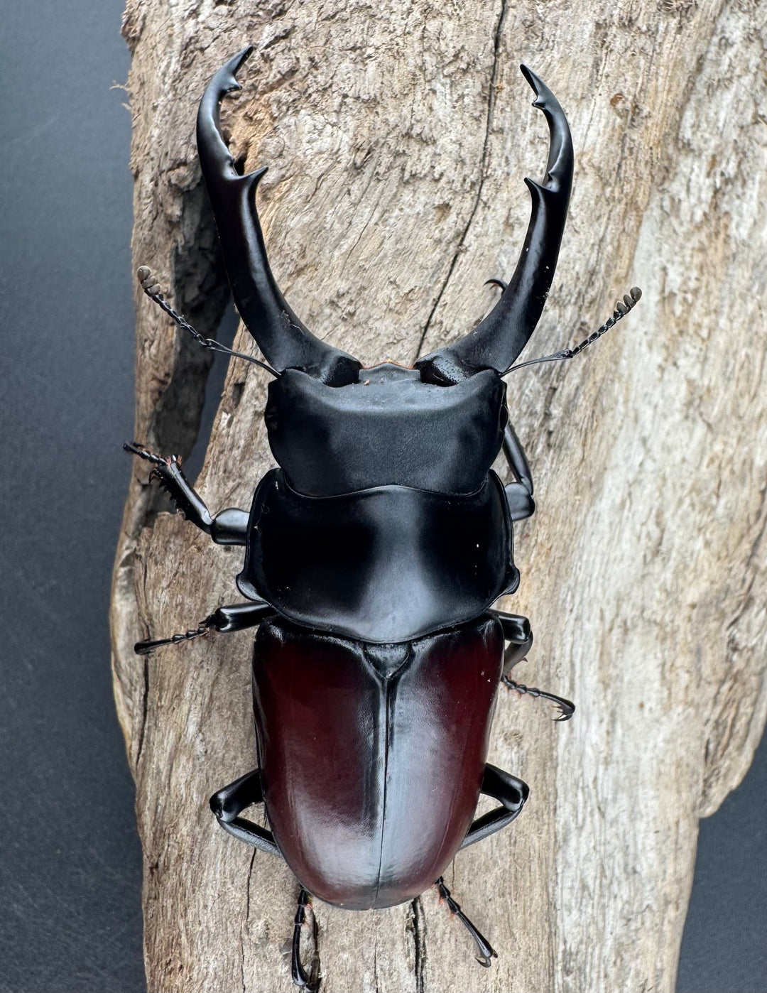 【WD】《ドンキエルコクワ原名亜種 72.5mm ♂♀♀トリオ》