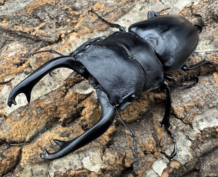 【WD】《スティーブンスツヤクワガタ原名亜種 84mm ペア》