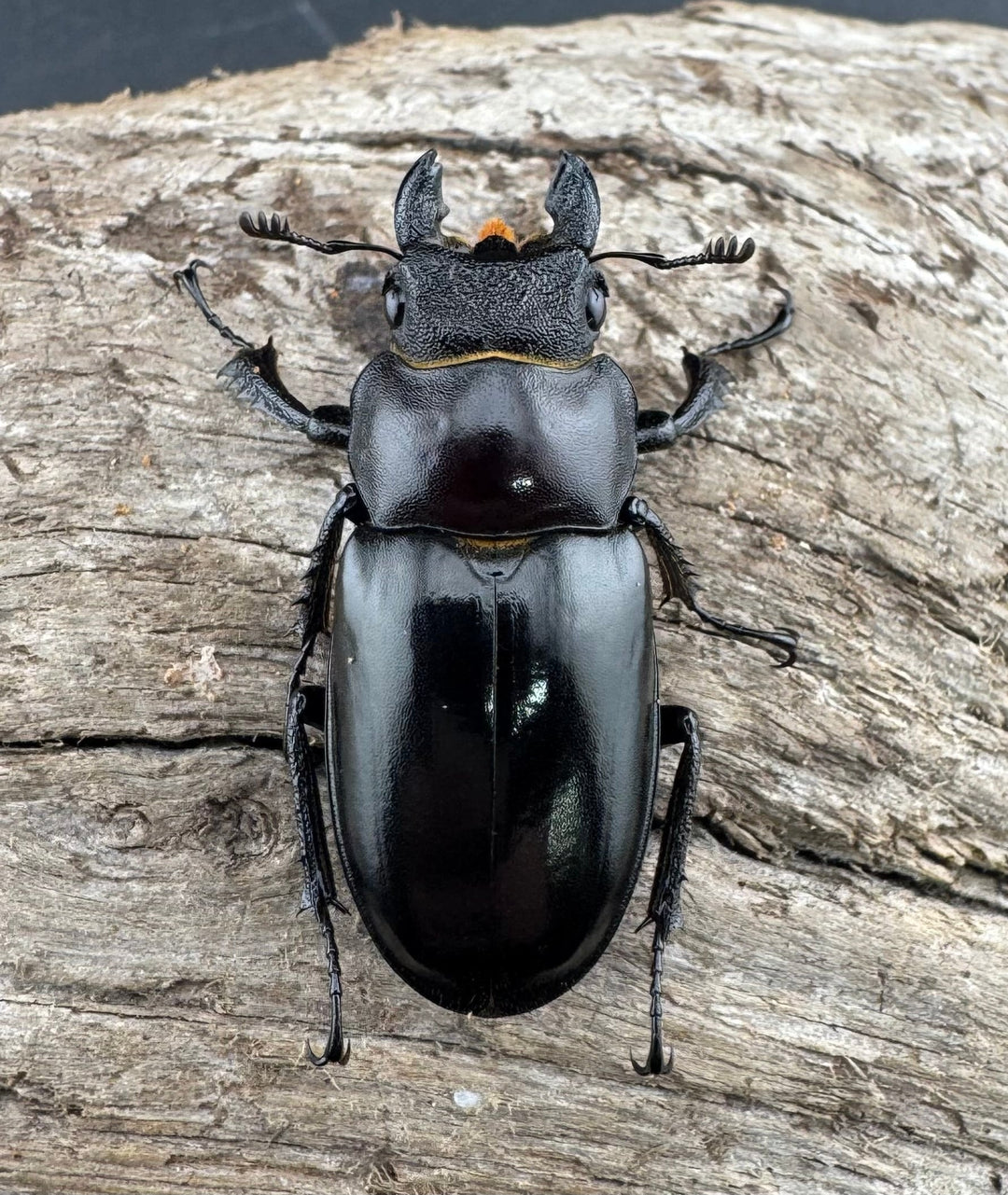 【WD】《フェアメイルミヤマ 雅安市産 57.5mm ペア》