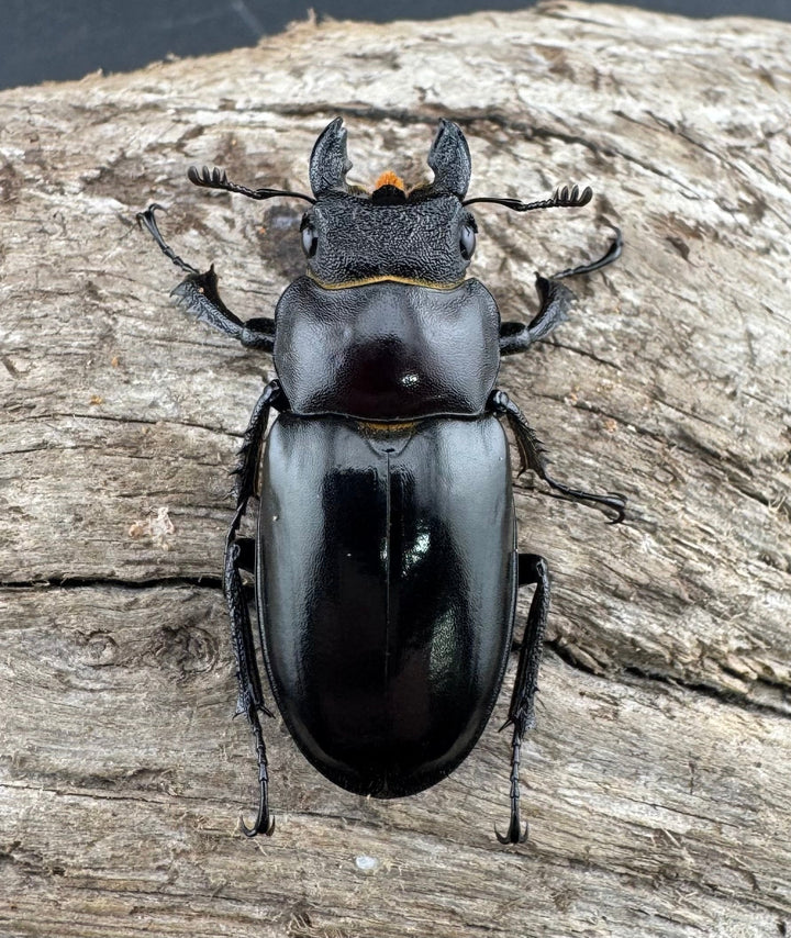 【WD】《フェアメイルミヤマ 雅安市産 57.5mm ペア》