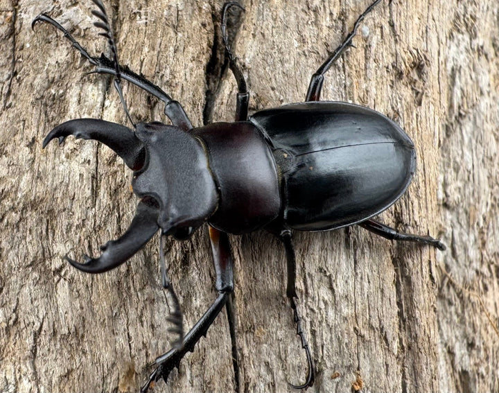 【WD】《パリーミヤマクワガタ 29mm ♂黒化型♀赤脚 ペア》