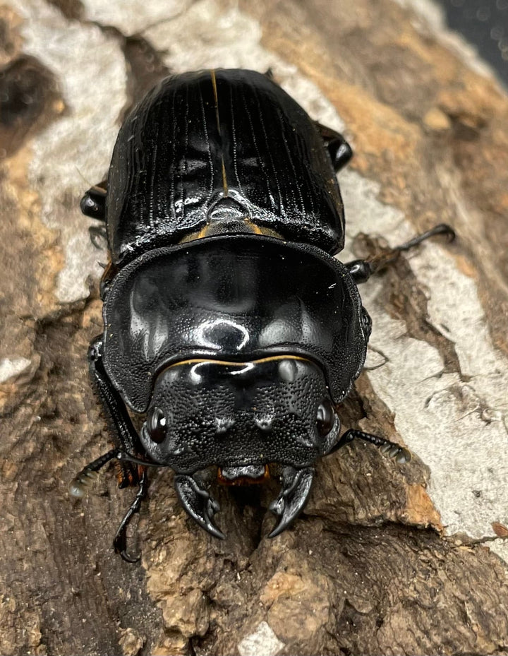 《ホペイオオクワガタ HG血統 75mm ペア》