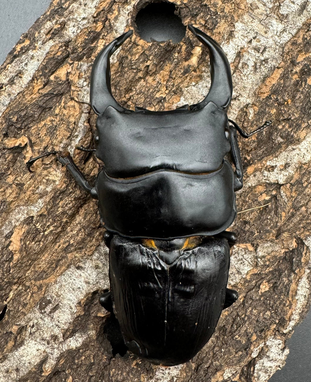 《オオクワガタ TT川西血統 86mm B品ペア》ヒート氏ブリード個体