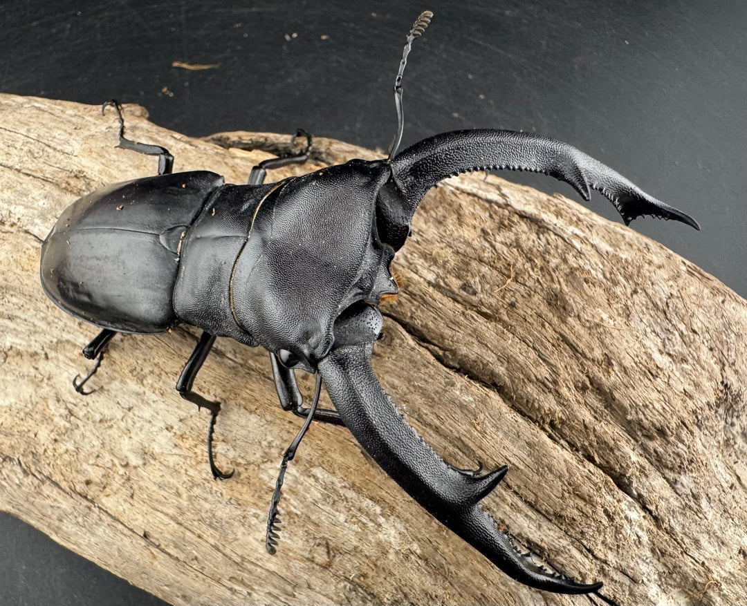 【WD】《マンディブラリスフタマタ 102.5mm A’品ペア》