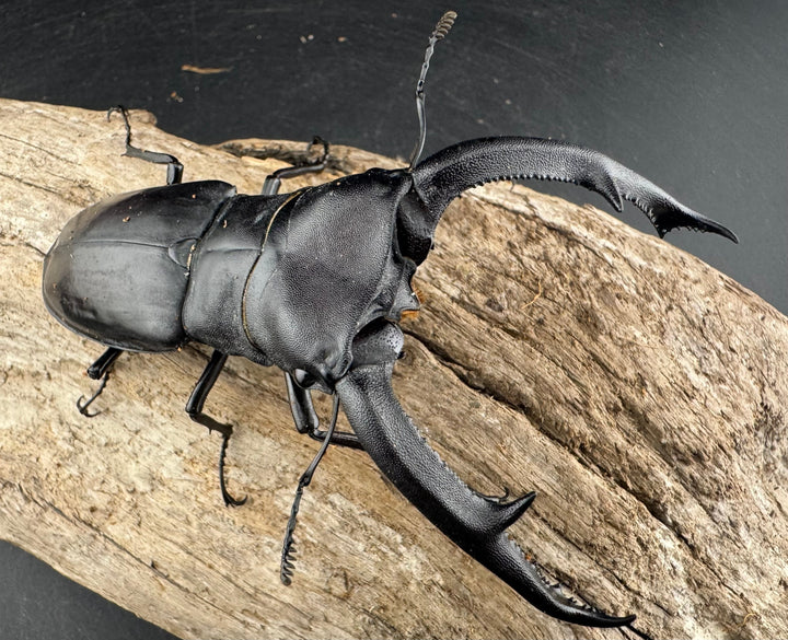 【WD】《マンディブラリスフタマタ 102.5mm A’品ペア》