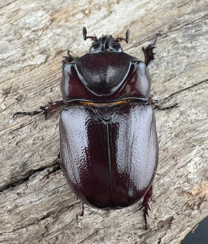 【WD】《クリイロムナコブサイカブト 32mm ペア》