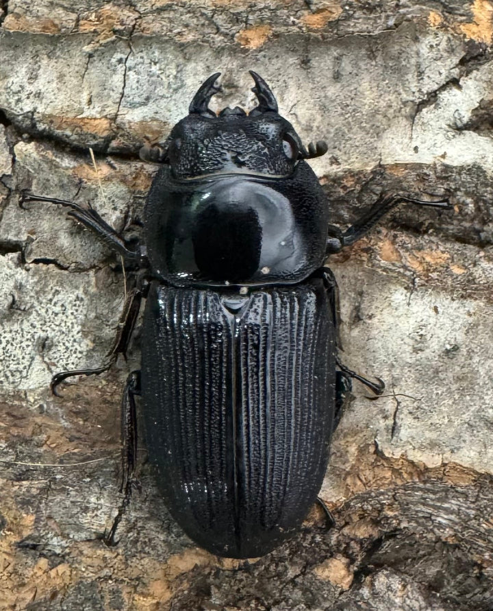 【WD】《ミンダナオパリーオオクワ  46mm ペア》