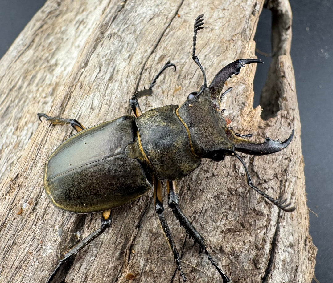【WD】《カンターミヤマ亜種colasi 雲南省産 43mm B品ペア》