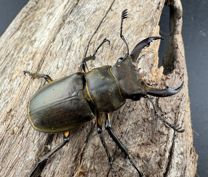 【WD】《カンターミヤマ亜種colasi 雲南省産 43mm B品ペア》