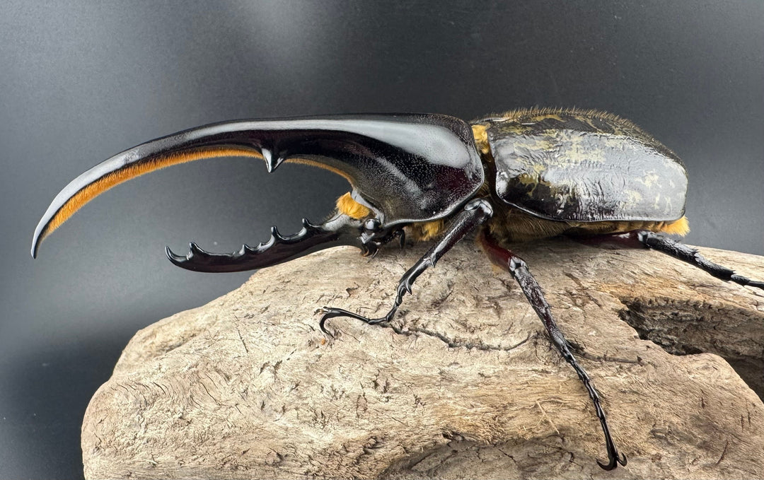 《ヘラクレス・ヘラクレス 132mm ペア》