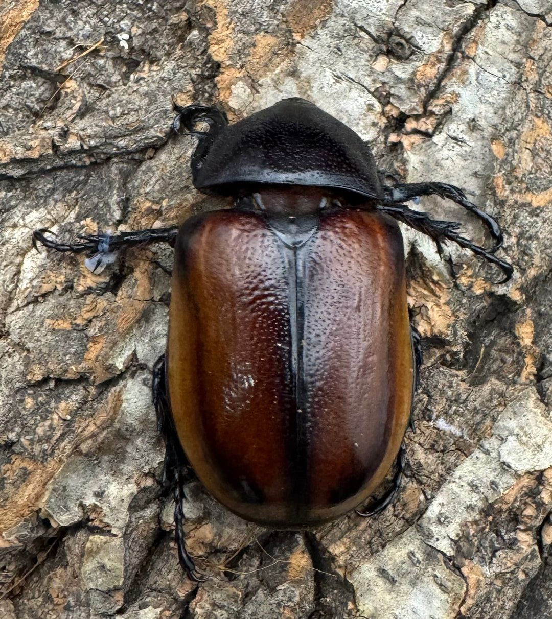 《ハードウィッケイゴホンツノカブト 黄色タイプ 62mm ペア》