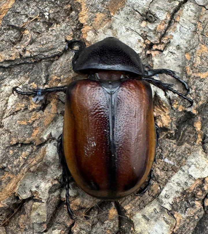 《ハードウィッケイゴホンツノカブト 黄色タイプ 62mm ペア》