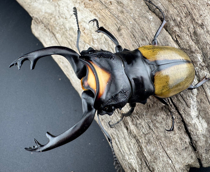 【WD】《ラコダールツヤクワガタ 80mm ペア》