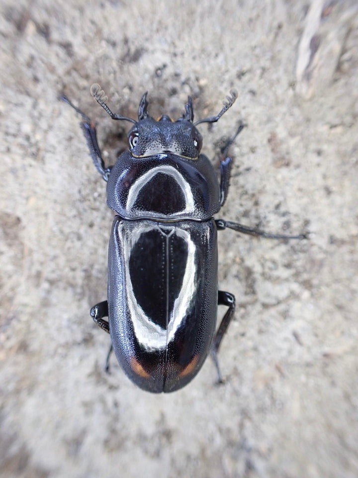 【WD】《ビシグナートゥスコクワ A’品ペア》