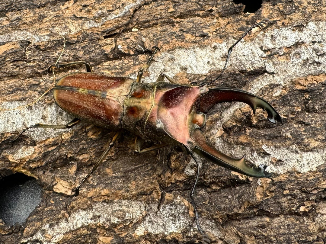 【WD】《ズベールホソアカ ミンダナオ産 52mm ペア》