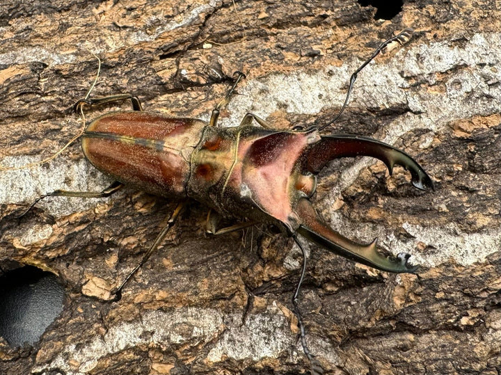 【WD】《ズベールホソアカ ミンダナオ産 52mm ペア》