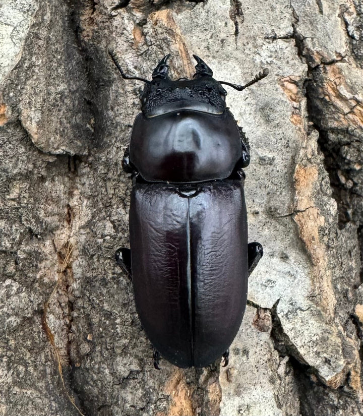 【WD】《ラティオキナティブスコクワ ssp. チベット産 28mm ♂♀♀トリオ》