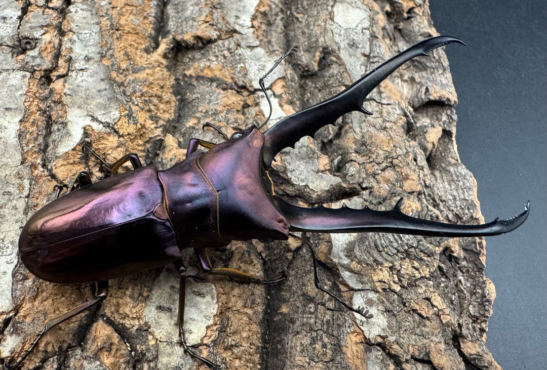 【美麗】《メタリフェルホソアカ 82mm ペア》セルヴォラン氏ブリード個体