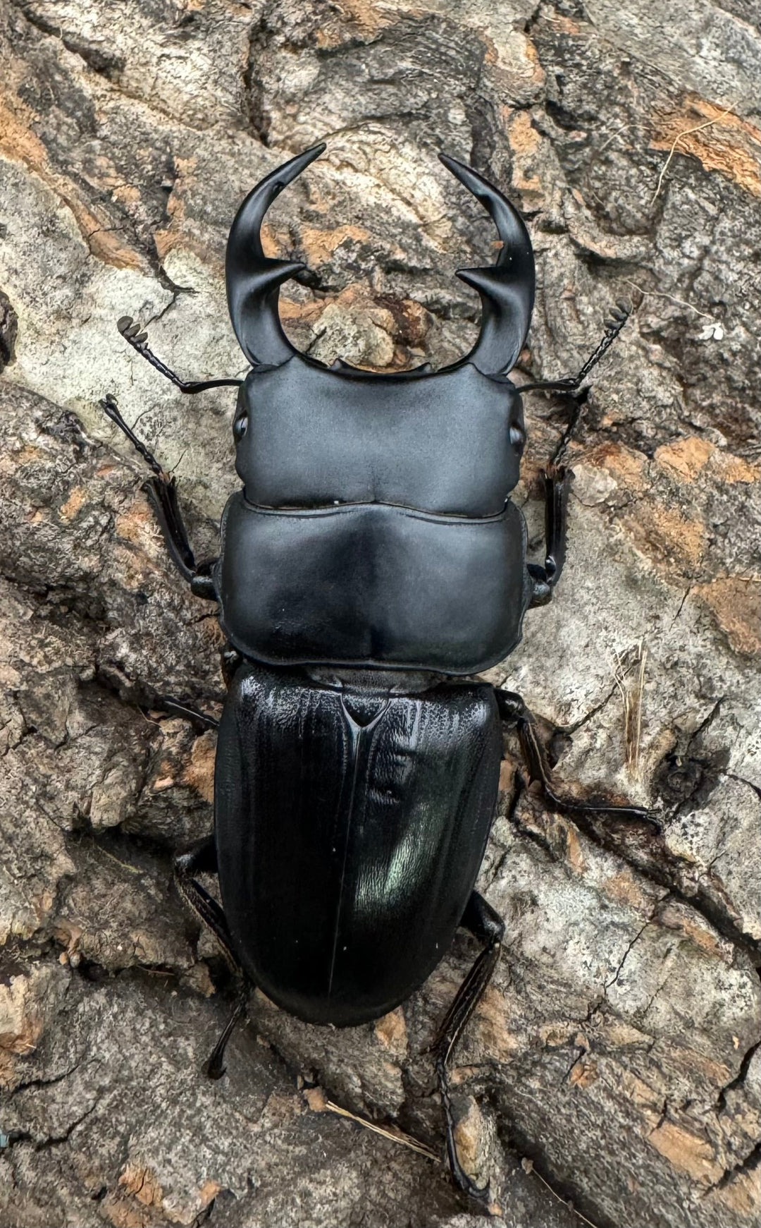 【WD】《パラワンパリーオオクワ 60mmペア》