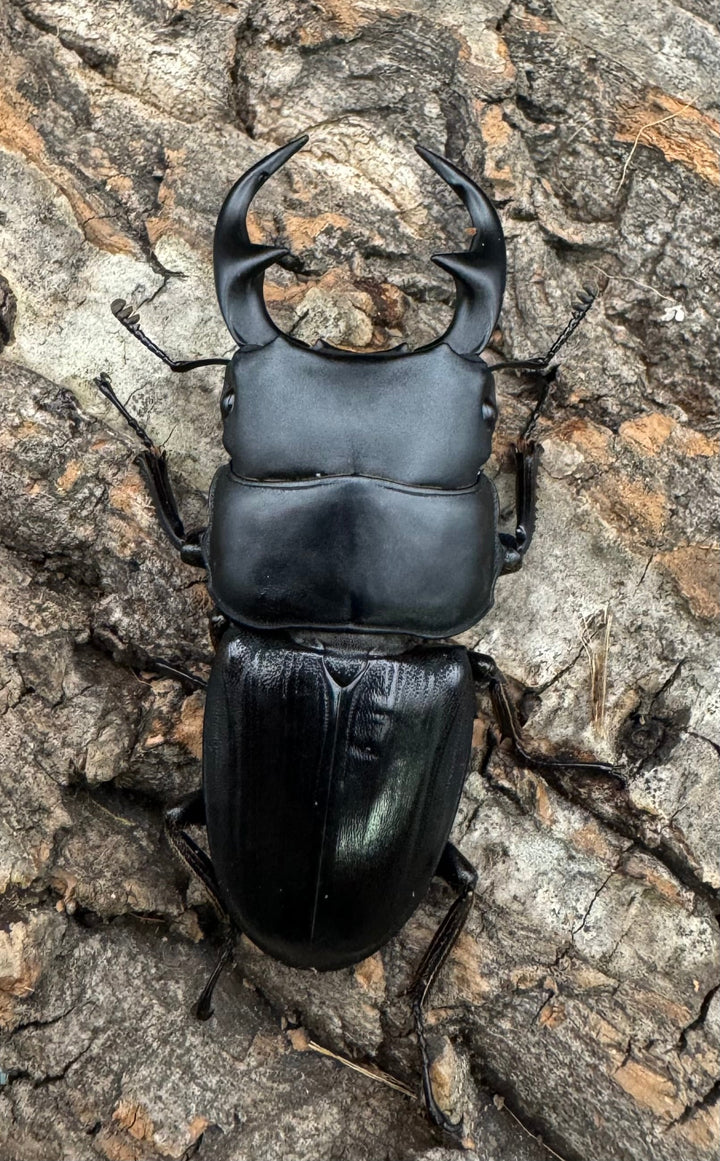 【WD】《パラワンパリーオオクワ 60mmペア》