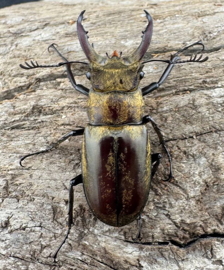 【WD】《デランミヤマクワガタ原名亜種 35mm ペア》