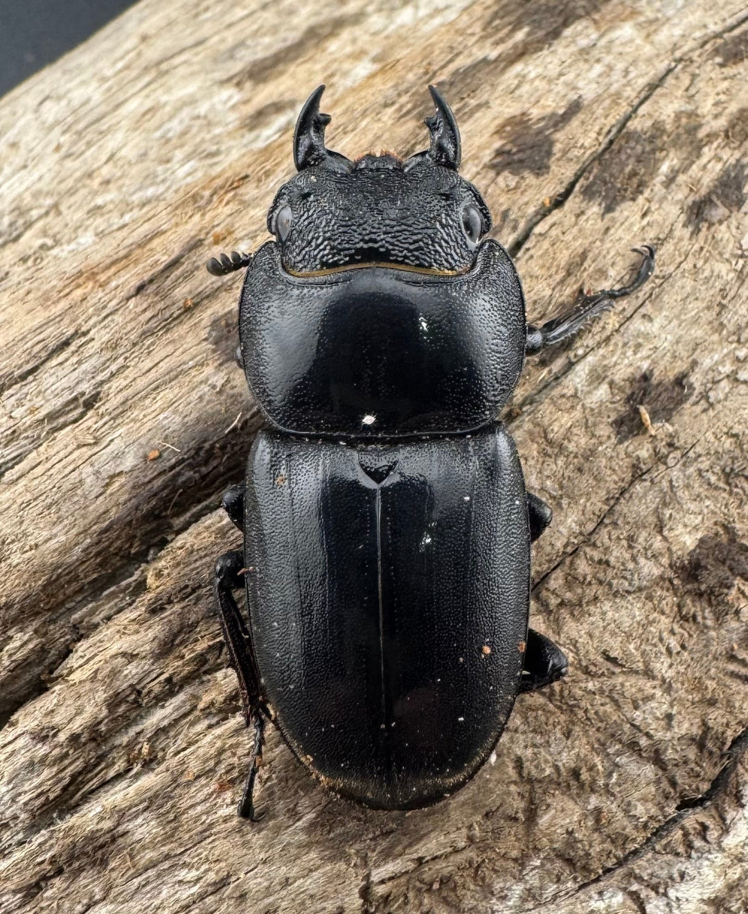 【WF2】《テイオウヒラタクワガタ 82.5mm B品ペア》