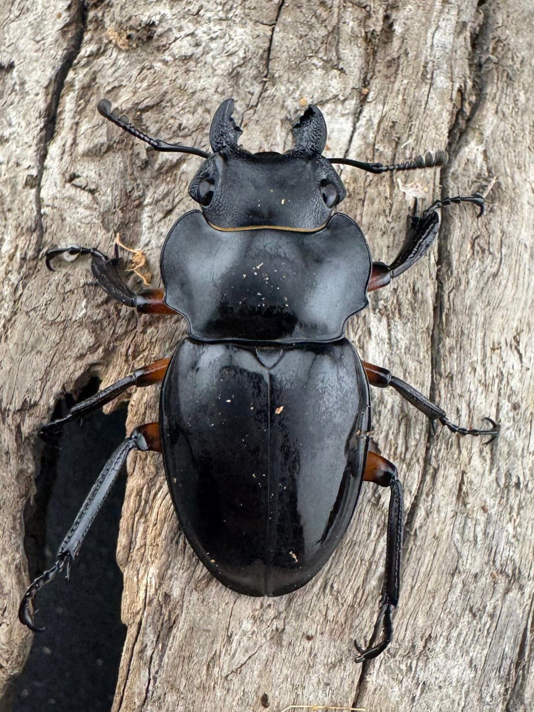 【WD】《インペリアリスツヤ亜種komorii バタラザ産 66mm B品ペア》