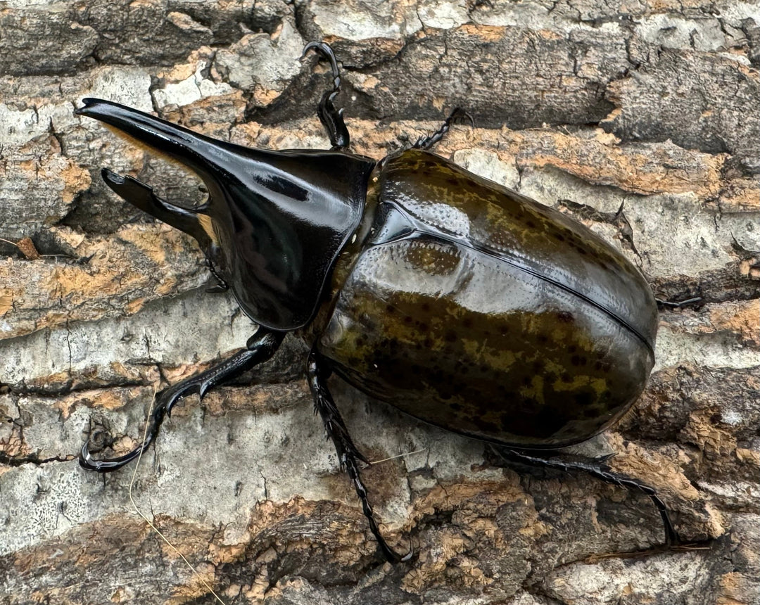 《マヤシロカブト 79mm ペア》