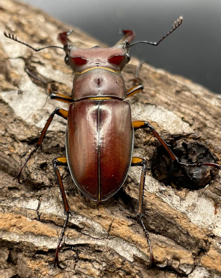 【WD】《ジュシャンミヤマ 49mm ペア》