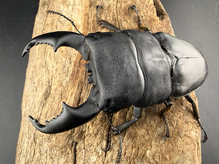 《マリンドッケヒラタ カンアット産 91mm ペア》