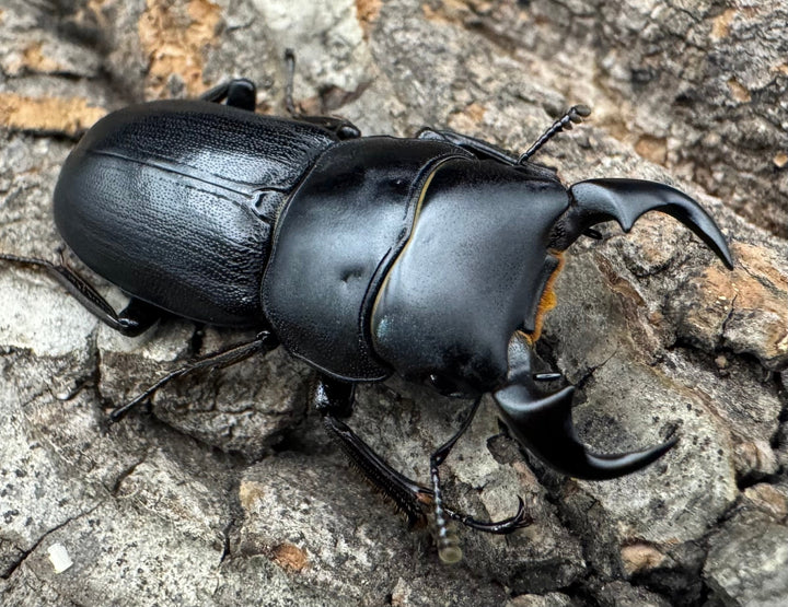 【WD】《ドルクス メンシウス 32.5ｍｍ ペア》