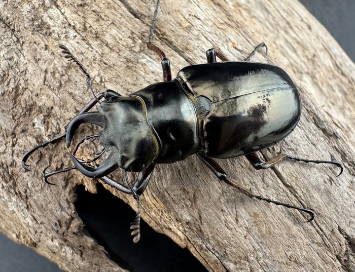 【WD】《プロメテウスミヤマクワガタ 35mm ペア》