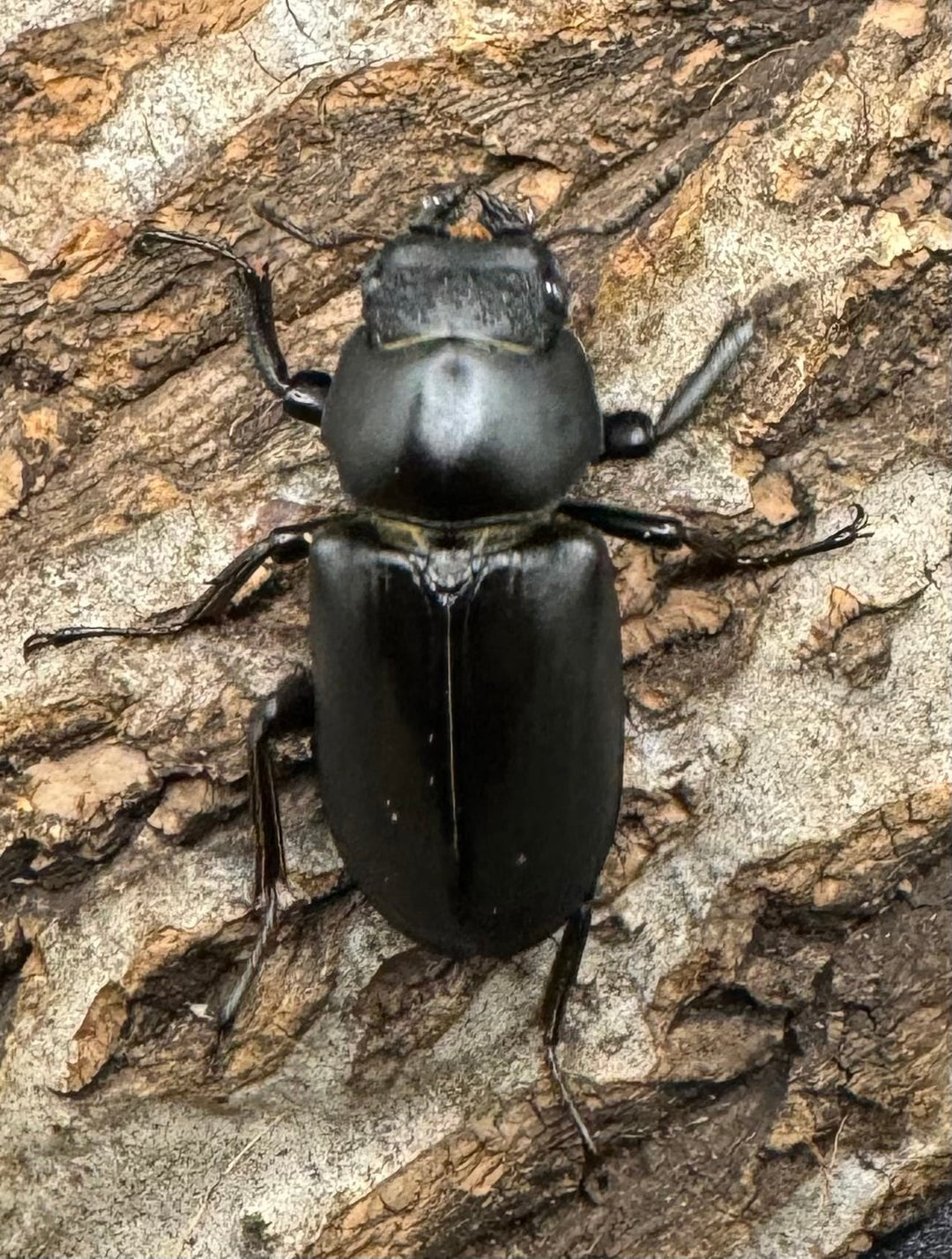 【WD】《ブラナウンコクワ 福貢県産 38mm ペア》