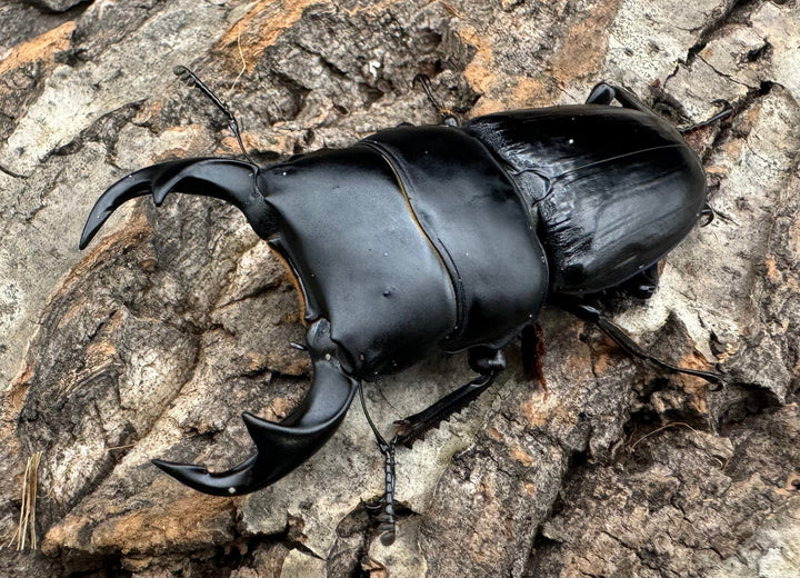 【WD】《ジャワパリーオオクワ 70mm ペア》